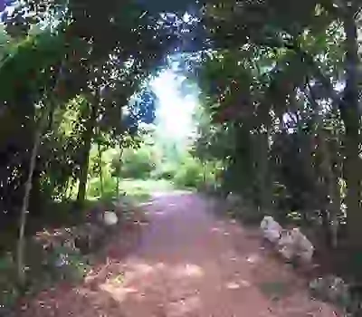 Trail at FIU Nature Preserve