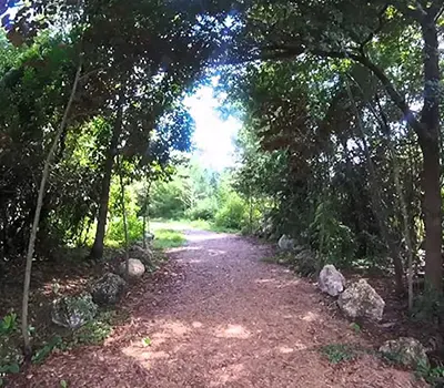 Trail at FIU Nature Preserve