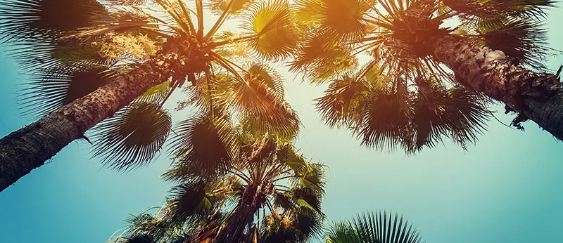 Palm trees in Miami near FIU campus